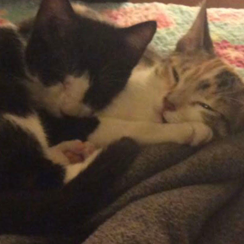 my cats cuddling